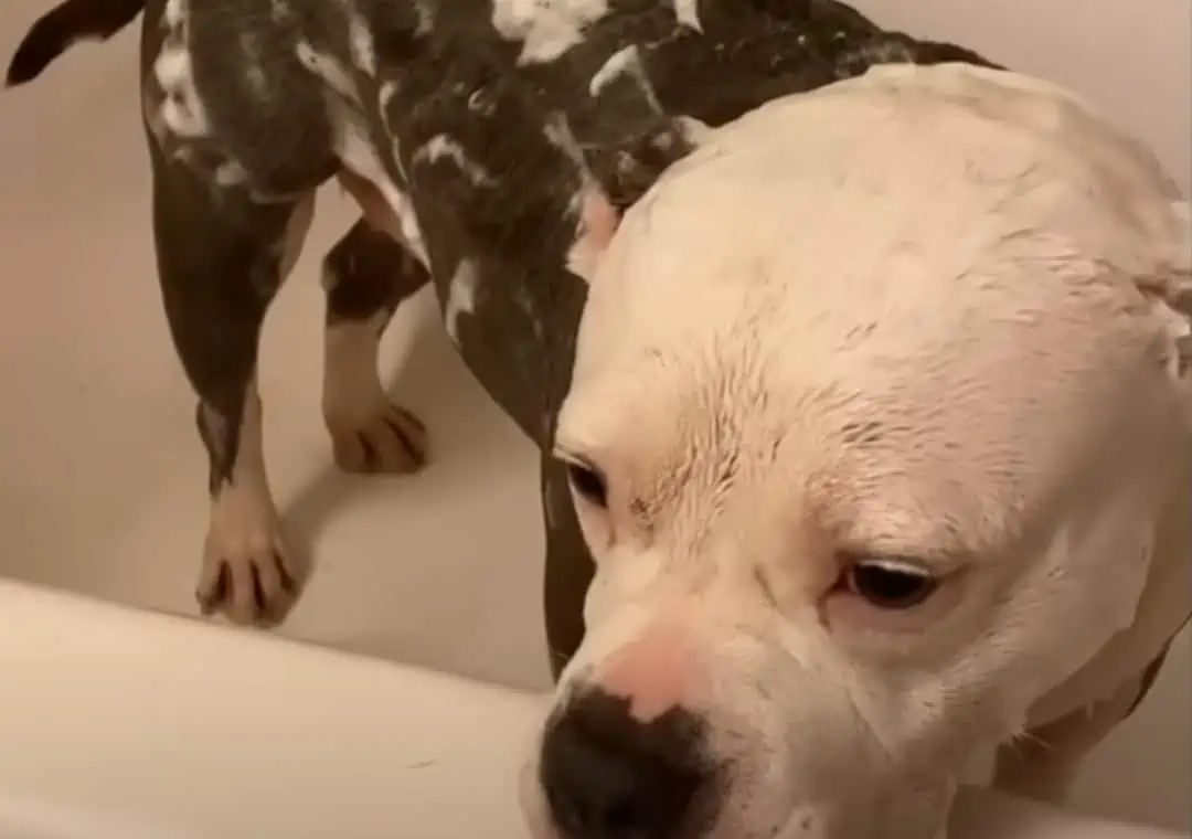 Shocking Transformation: Dog Caged for Life Tastes FREEDOM for the First Time! 2