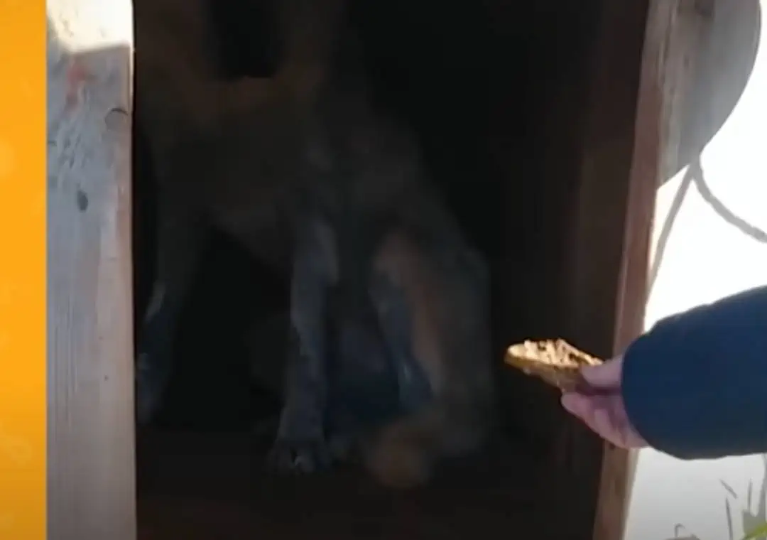 Abandoned: Dog Left in Doghouse Finds Unconditional Love with New Mom 3