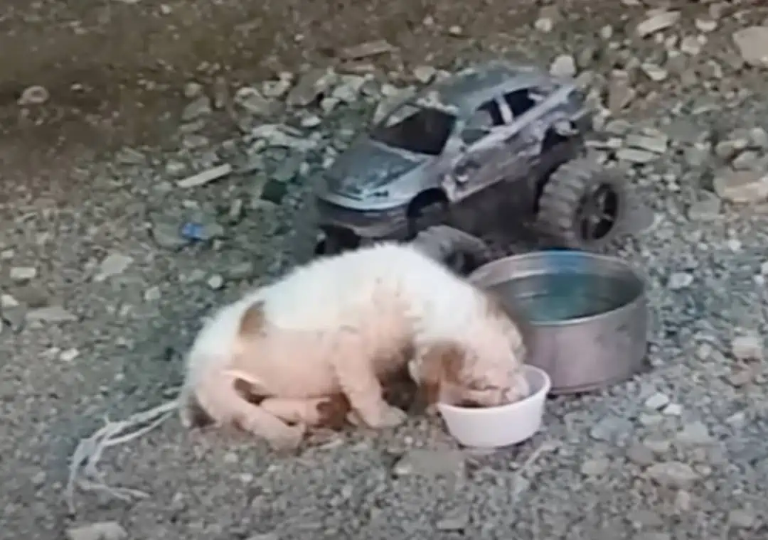 Four Paws of Hope: Abandoned on Road Puppy's Astonishing Rescue 3