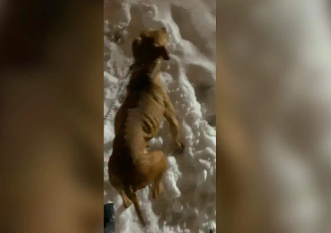Hero Detroit Cop Saves Freezing Pit Bull Left Chained on Porch (and Adopts!) 2