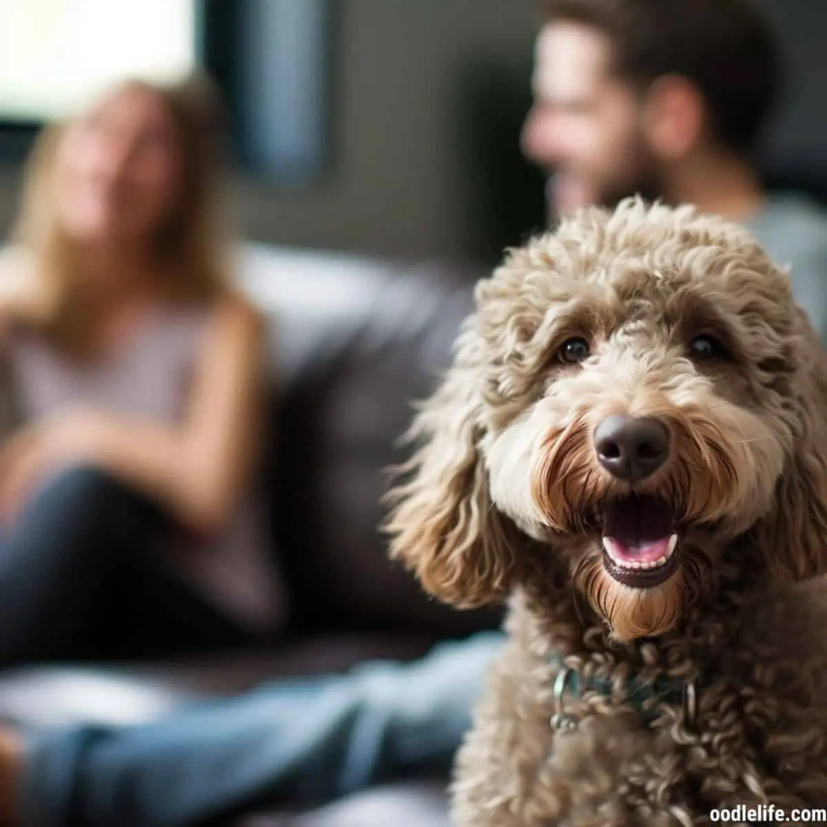 Dogs can pick up on arguments