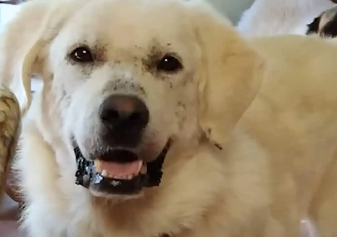 Abandoned: Dog Left in Doghouse Finds Unconditional Love with New Mom 5