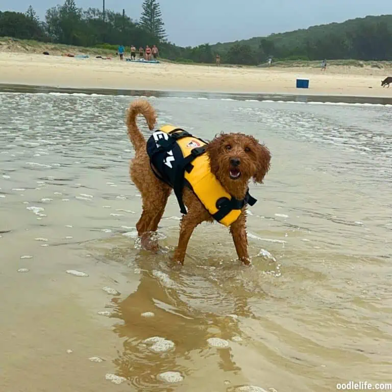 EzyDog DFD Life Jacket Review (Expert Hands-On)