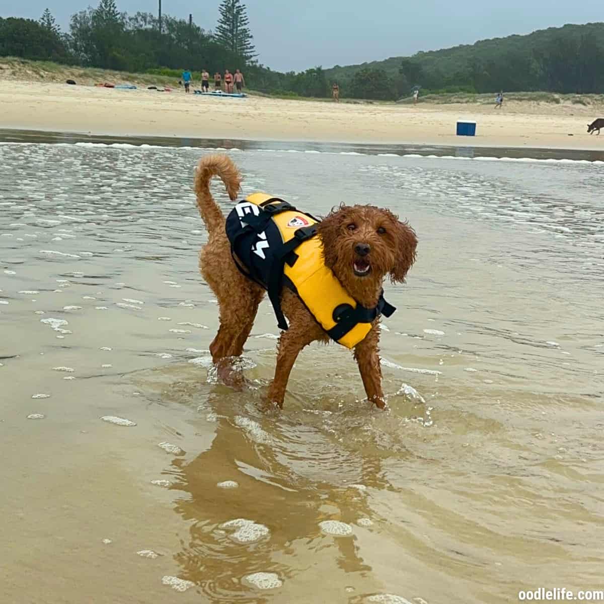 EzyDog DFD Life Jacket Review (Expert HandsOn) Oodle Life