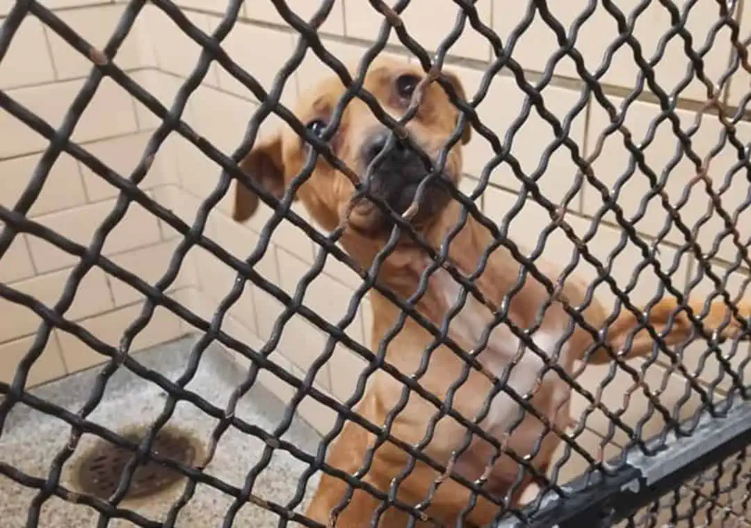 Hero Detroit Cop Saves Freezing Pit Bull Left Chained on Porch (and Adopts!) 4