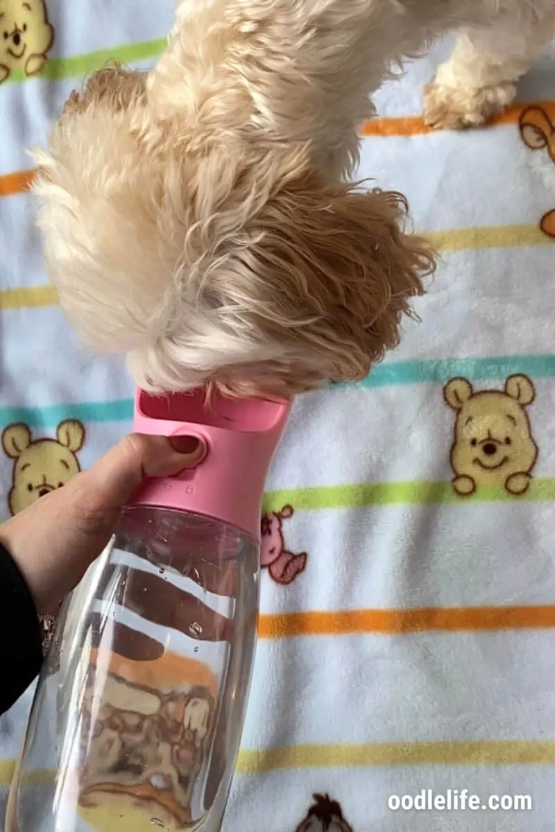 Big gulps from a happy test puppy. Hands on testing with plenty of reward treats.