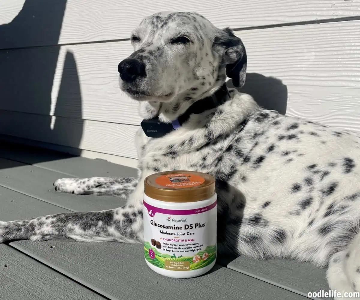 Ragz the 13 year old Dalmation saw good results with glucosamine supplements
