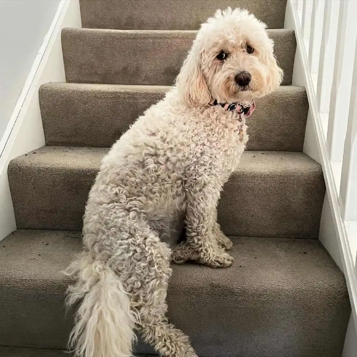 climbing Goldendoodle on the stairs