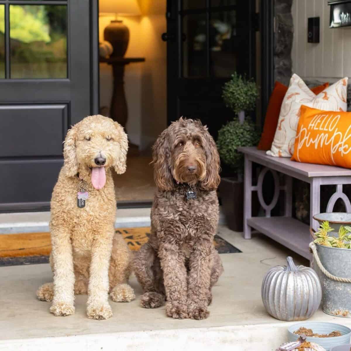 Nalu the Goldendoodle with a friend