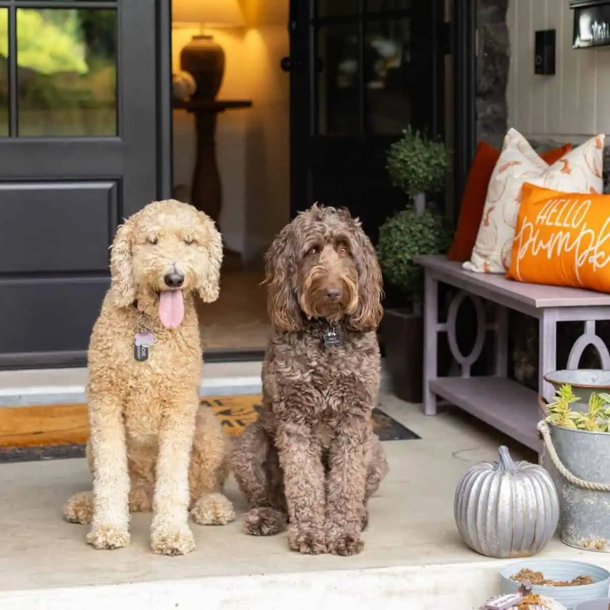 Nalu the Goldendoodle with a friend