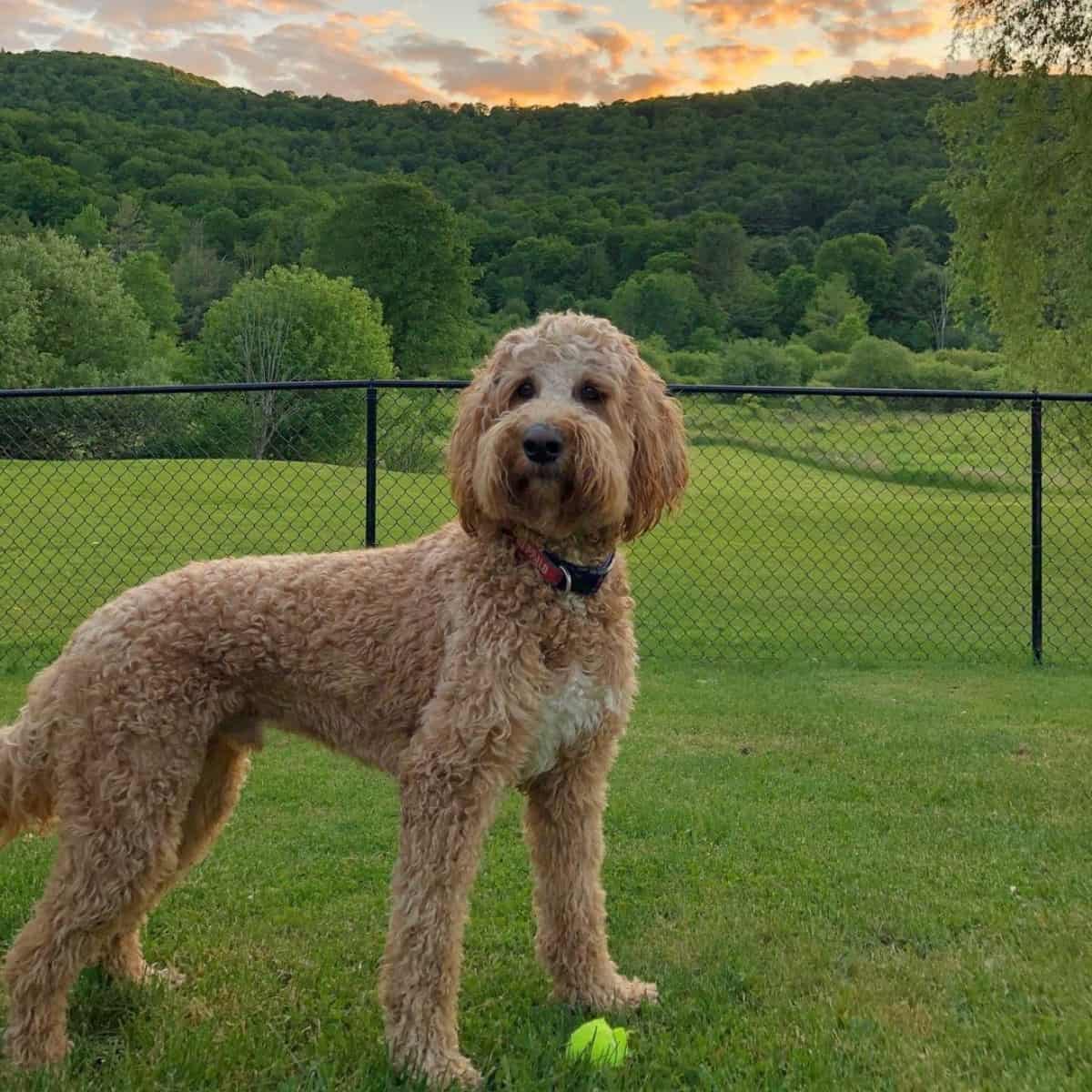 playing ball one afternoon