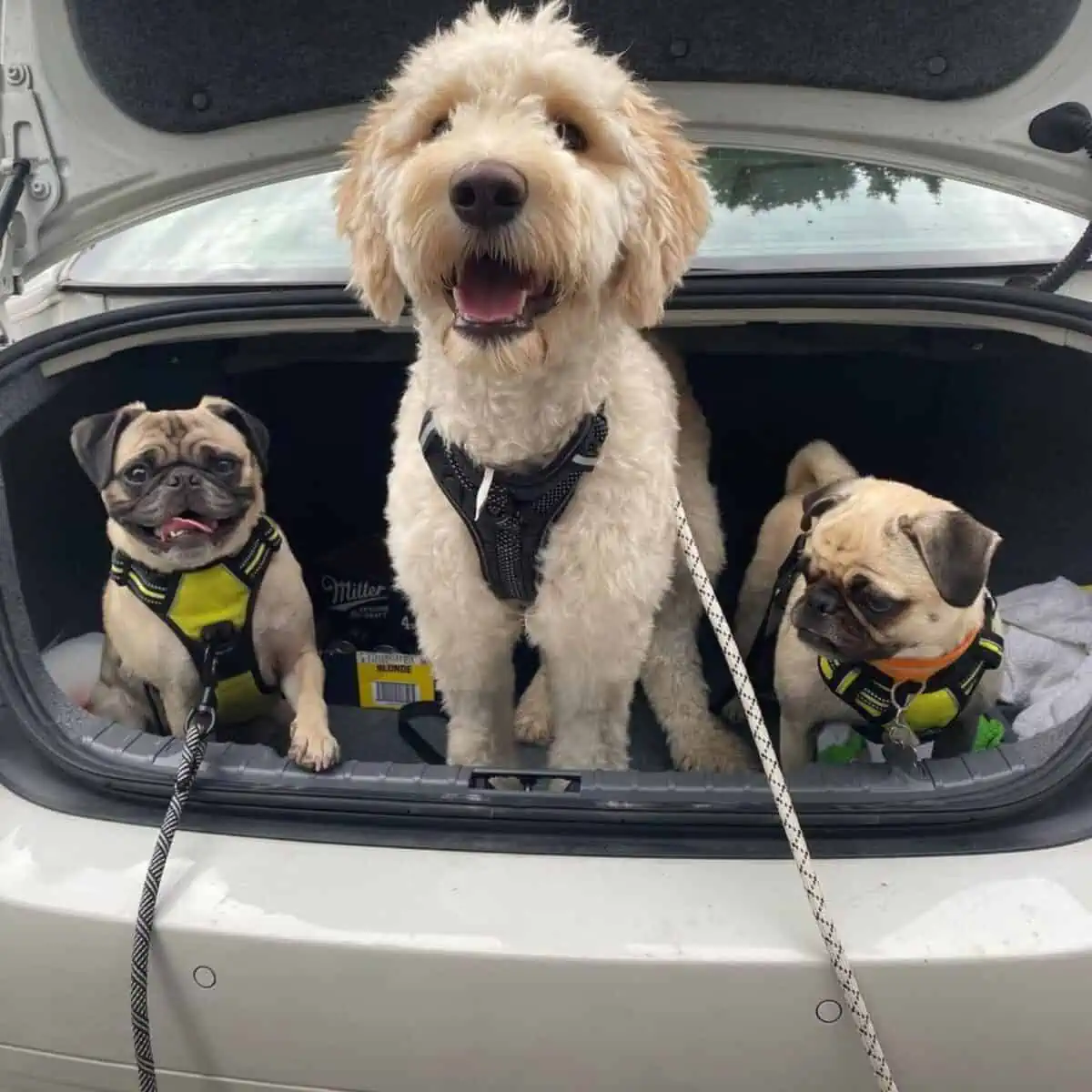 Pugs and a Goldendoodle