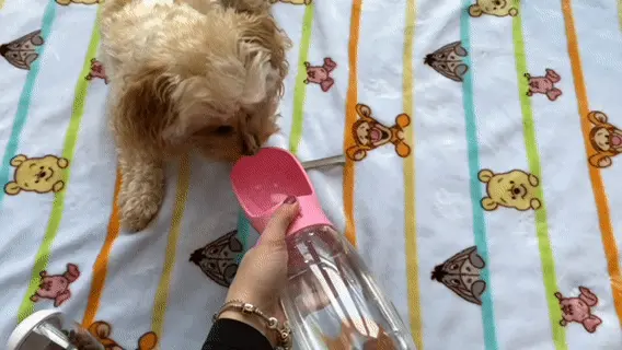 Our OodleLife test puppy drinking from the Alevora bottle! 