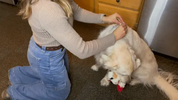 An animated image of our hands on OodleLife reviewer placing the Seresto collar on a very patient test dog (good boy)