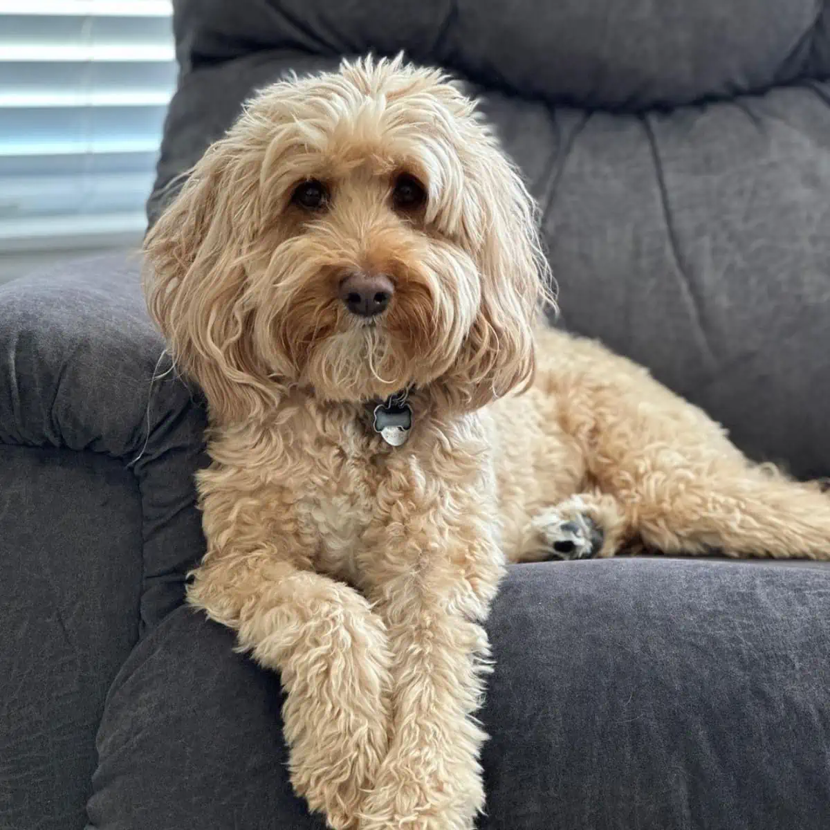 sitting Goldendoodle on a couch