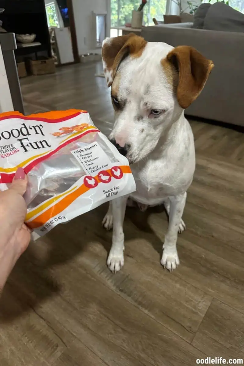 Sniffing the empty bag (we bought more - they are popular)