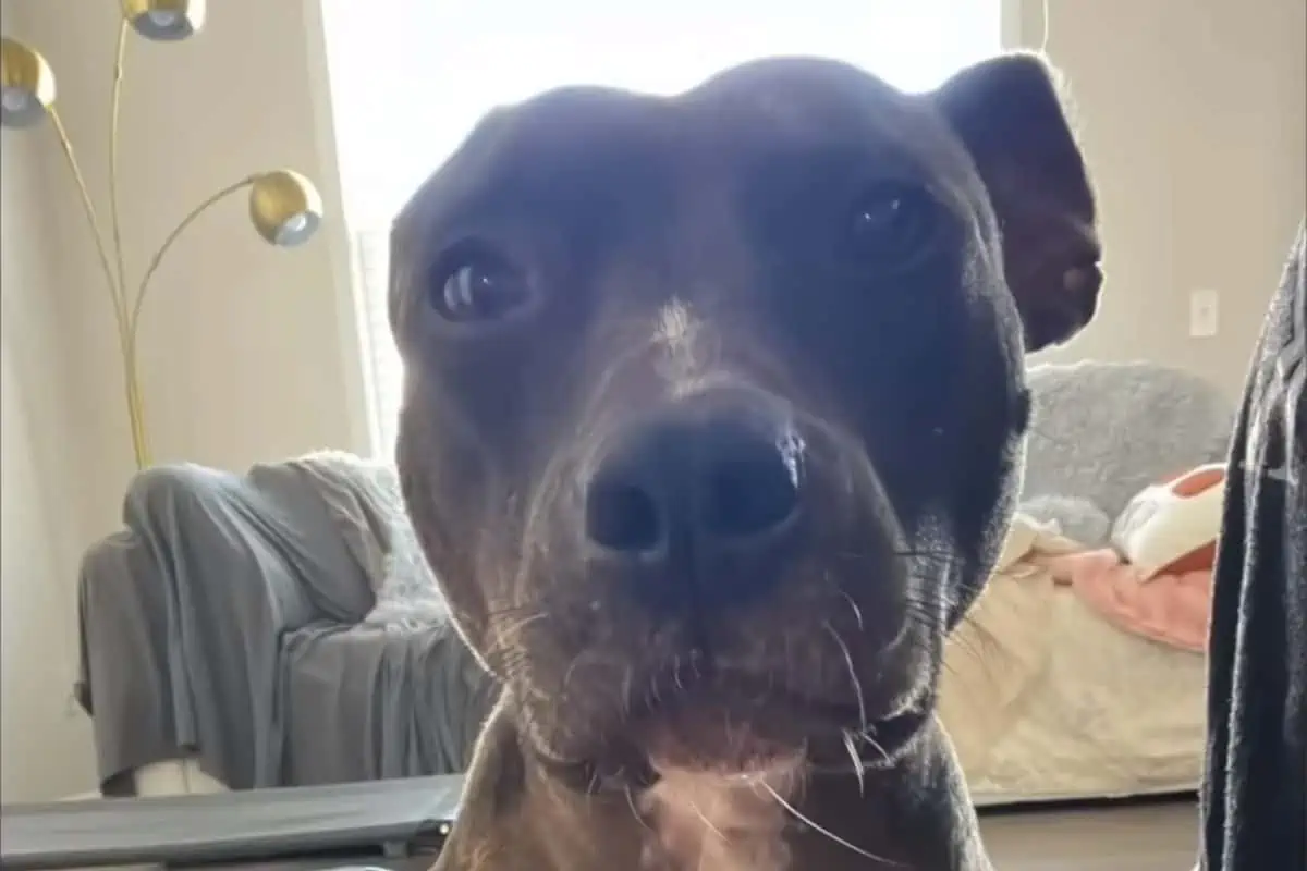 black Pit Bull rescued