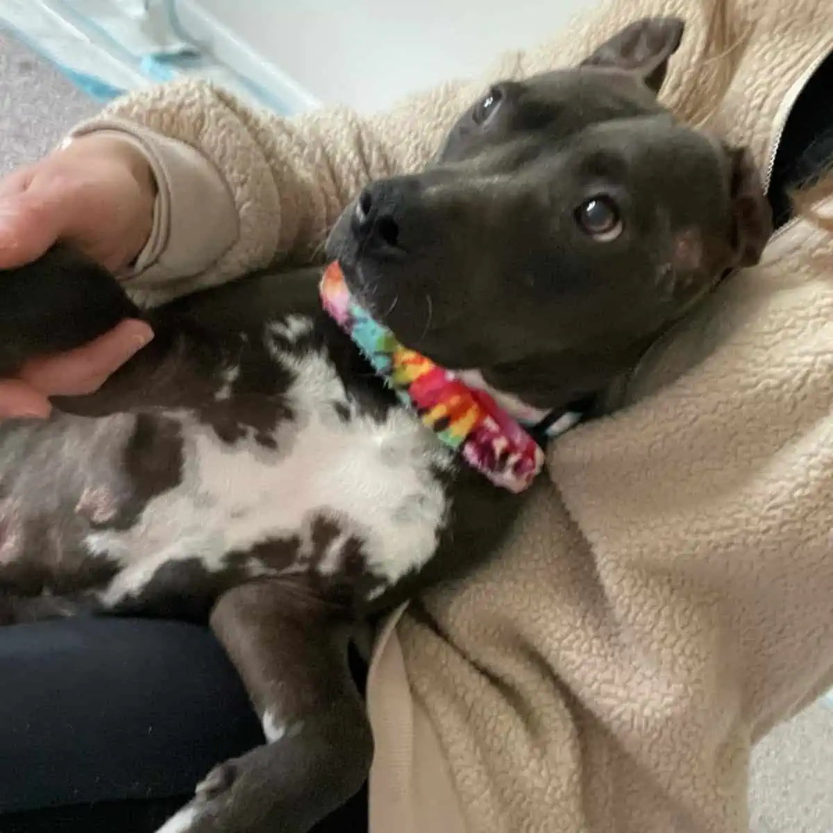 cuddles with the owner