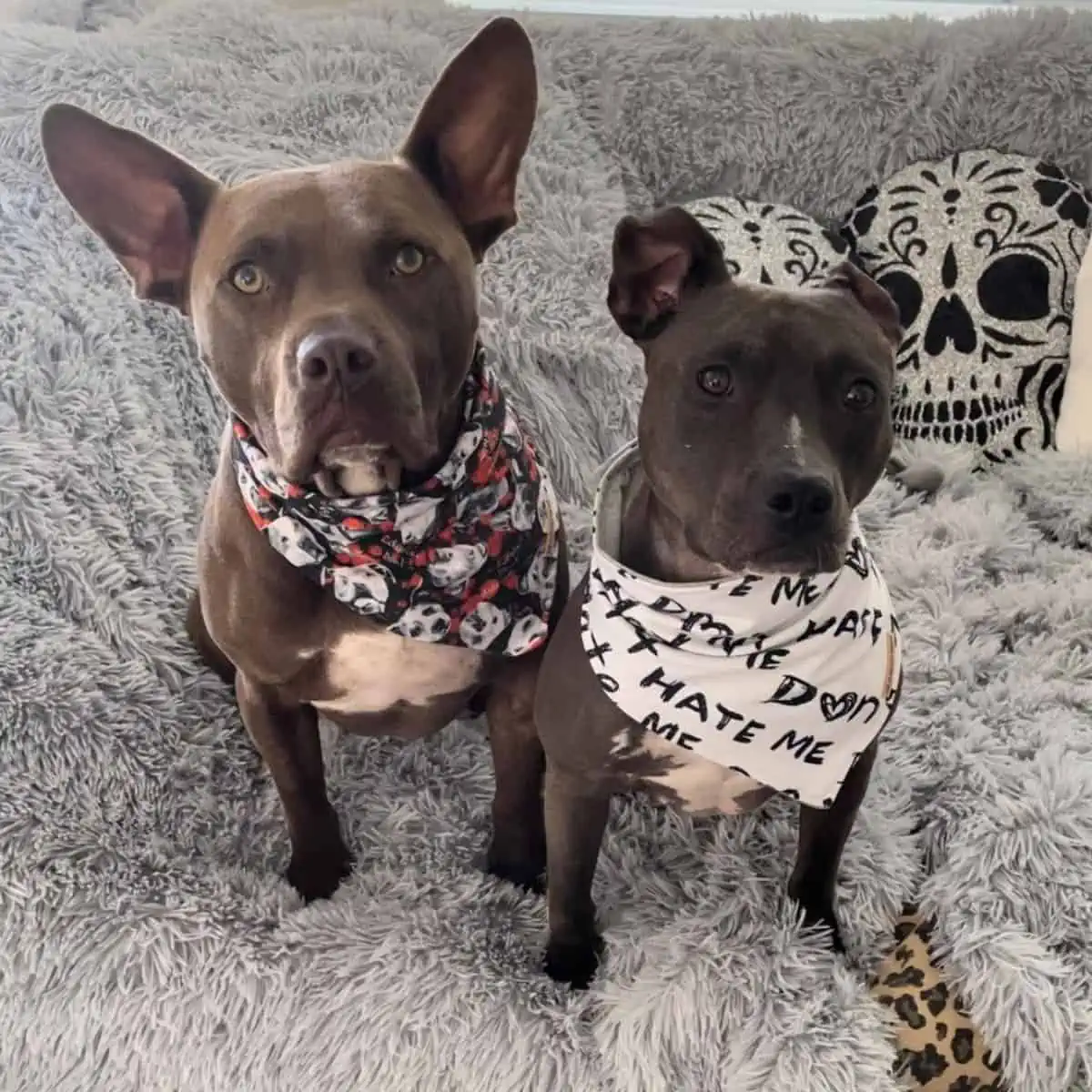 dogs wear different scarfs