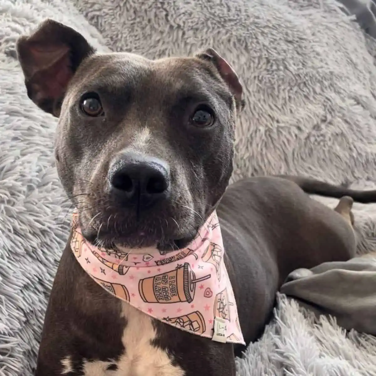 Pit Bull had surgeries