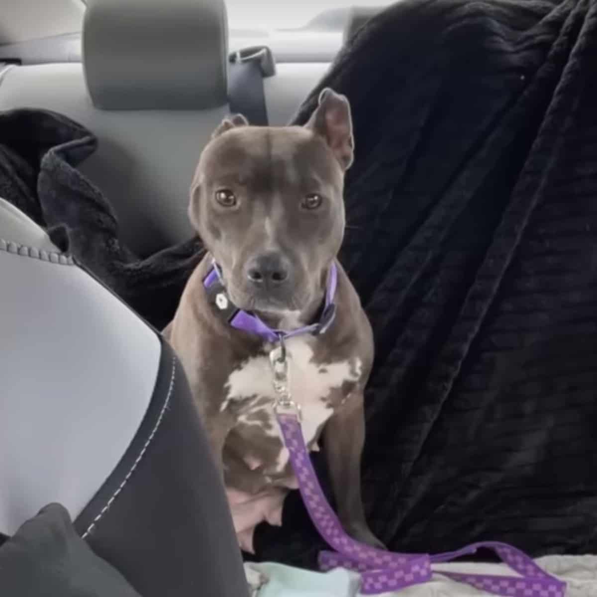 rescued stray Pit Bull