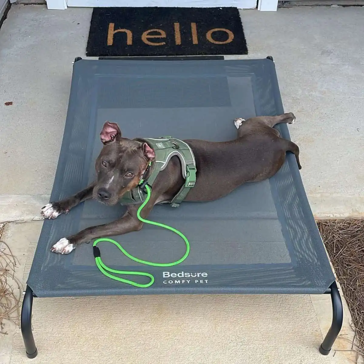 training black Pit Bull