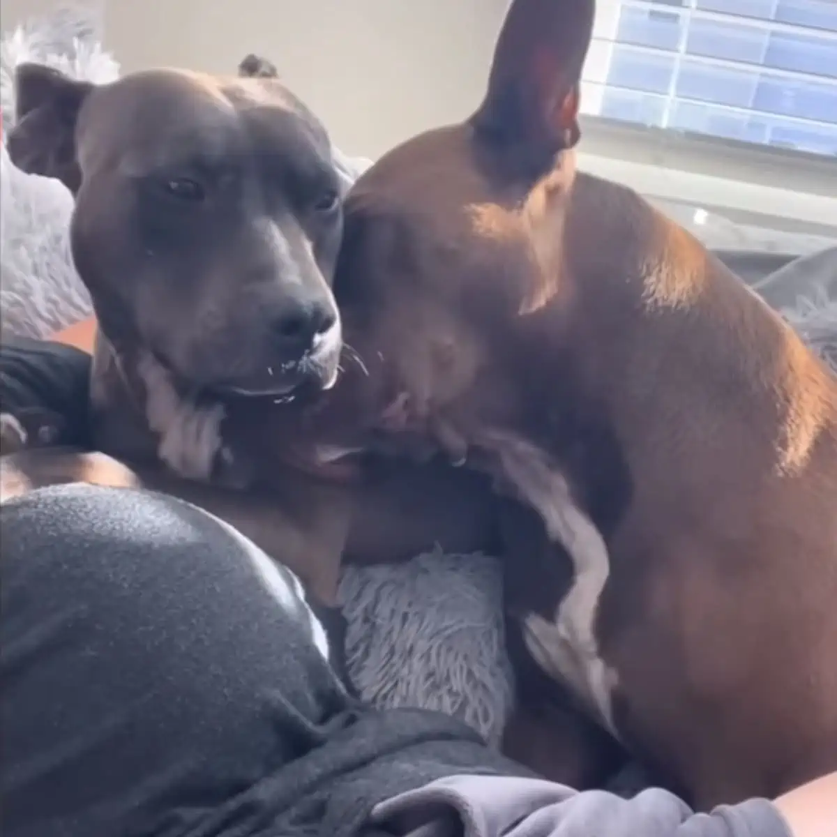 two Pit- Bulls cuddle