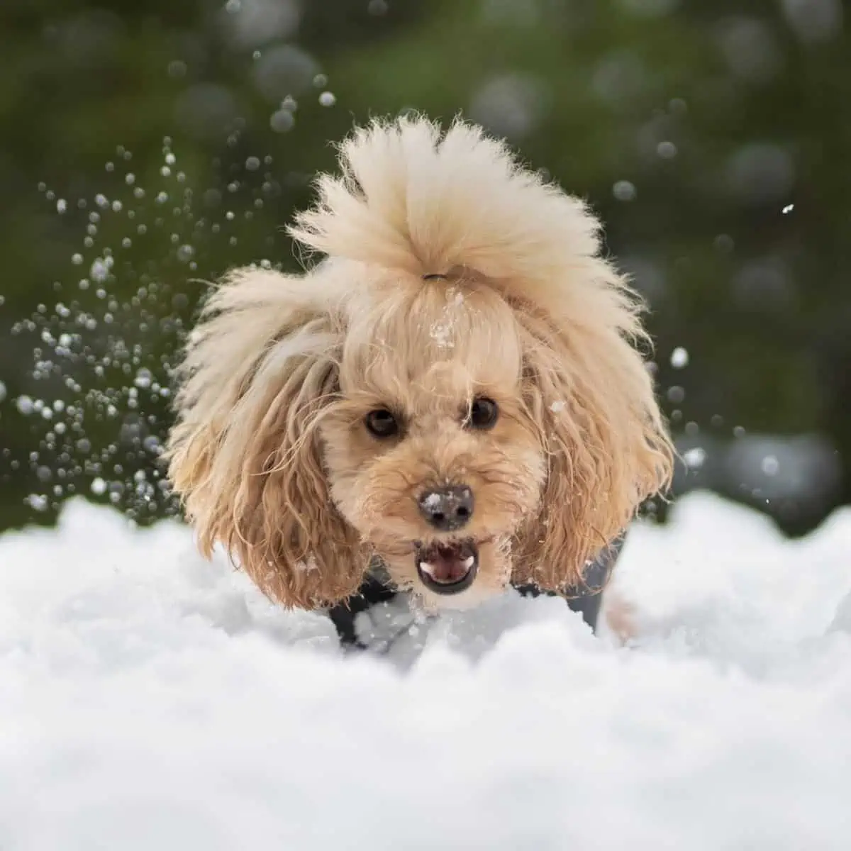 hyper Poodle in winter