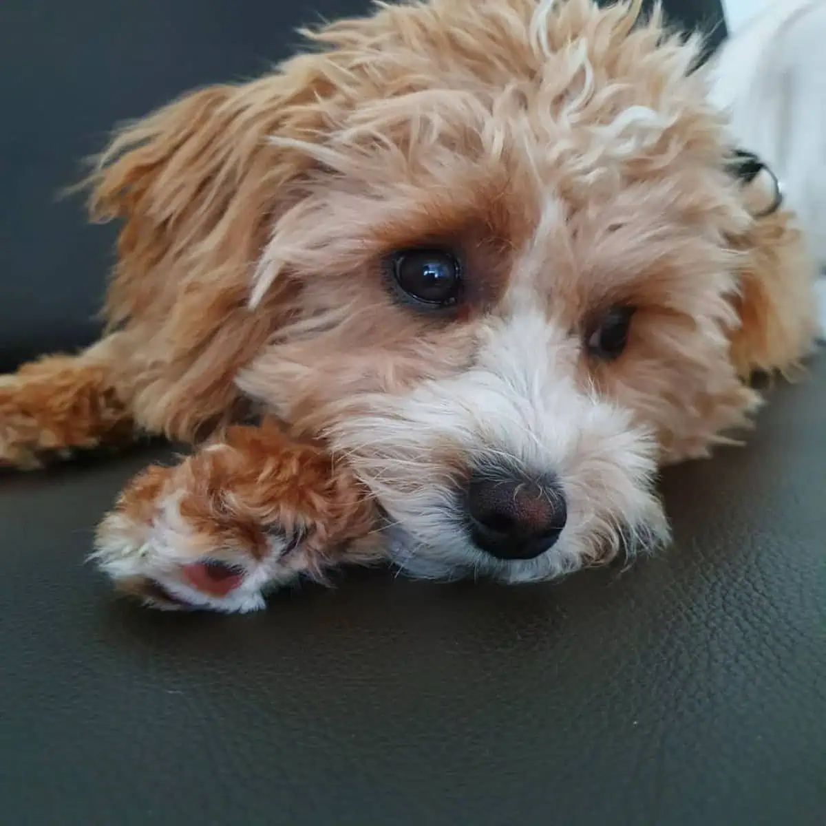 Cavapoo lying on leather couch