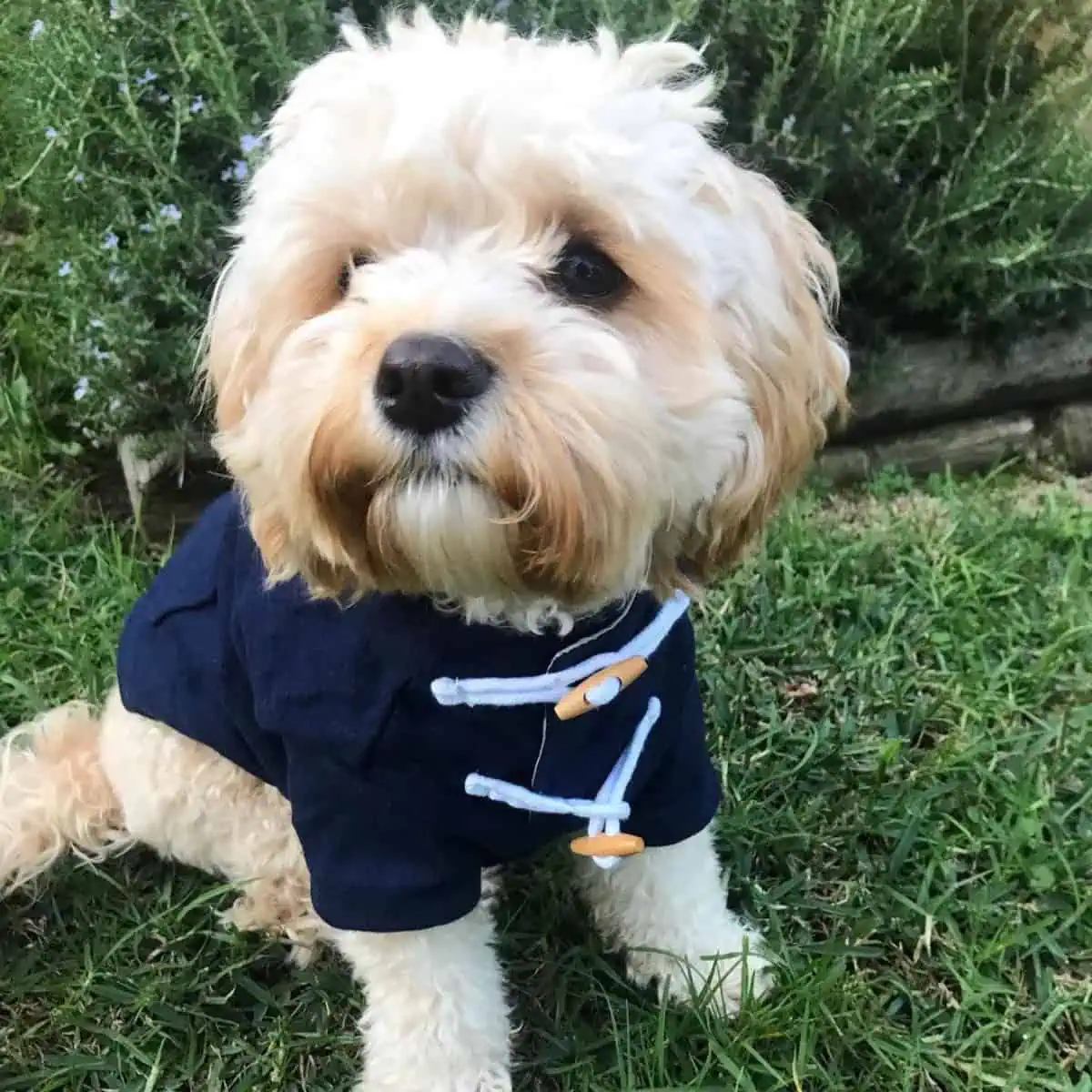 Cavapoo wearing jacket