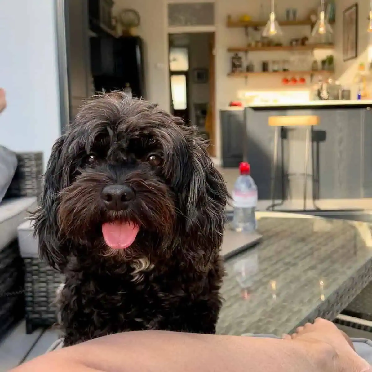 well-behaved Cavapoo at home with owner