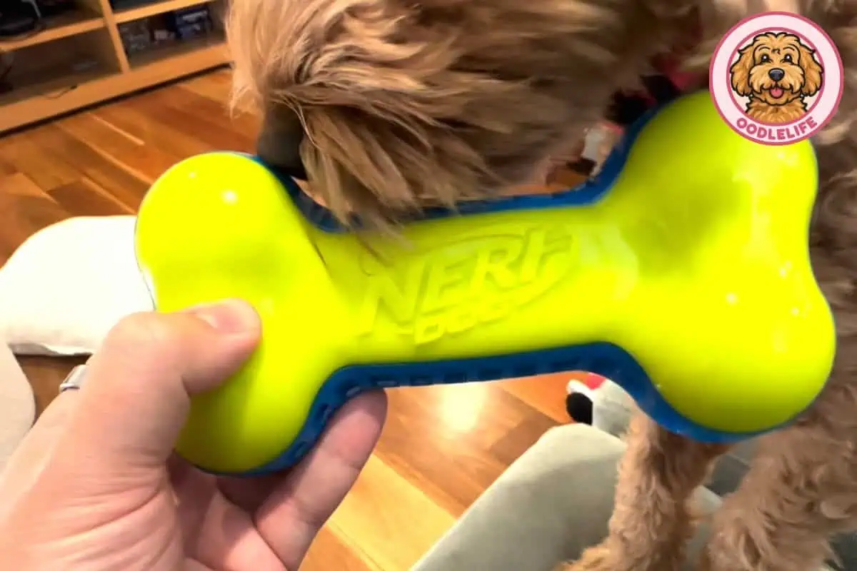 Max the Labradoodle from OodleLife testing the NERF Dog Bone