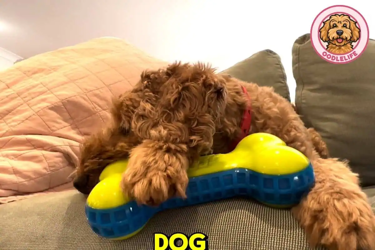 Max the Labradoodle from OodleLife testing the NERF Dog Bone