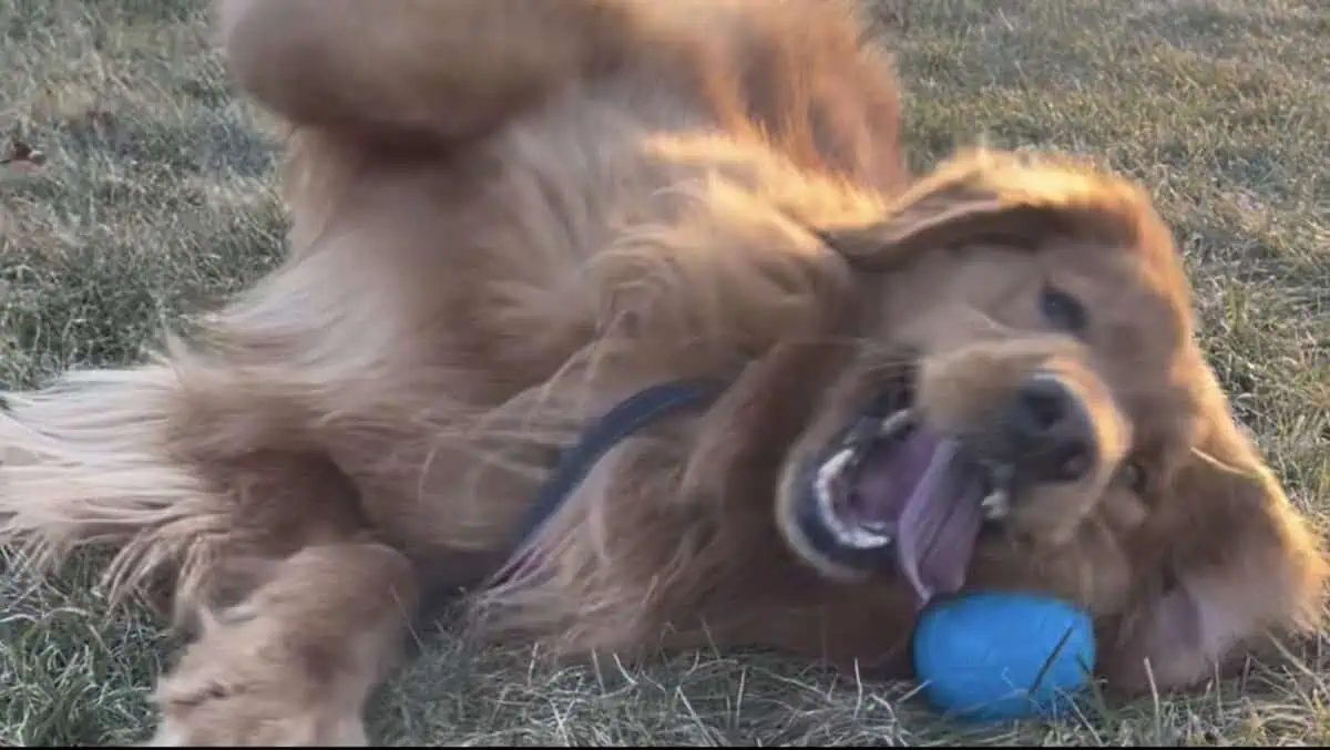 Our OodleLife test dog playing with the ChuckIt Medley