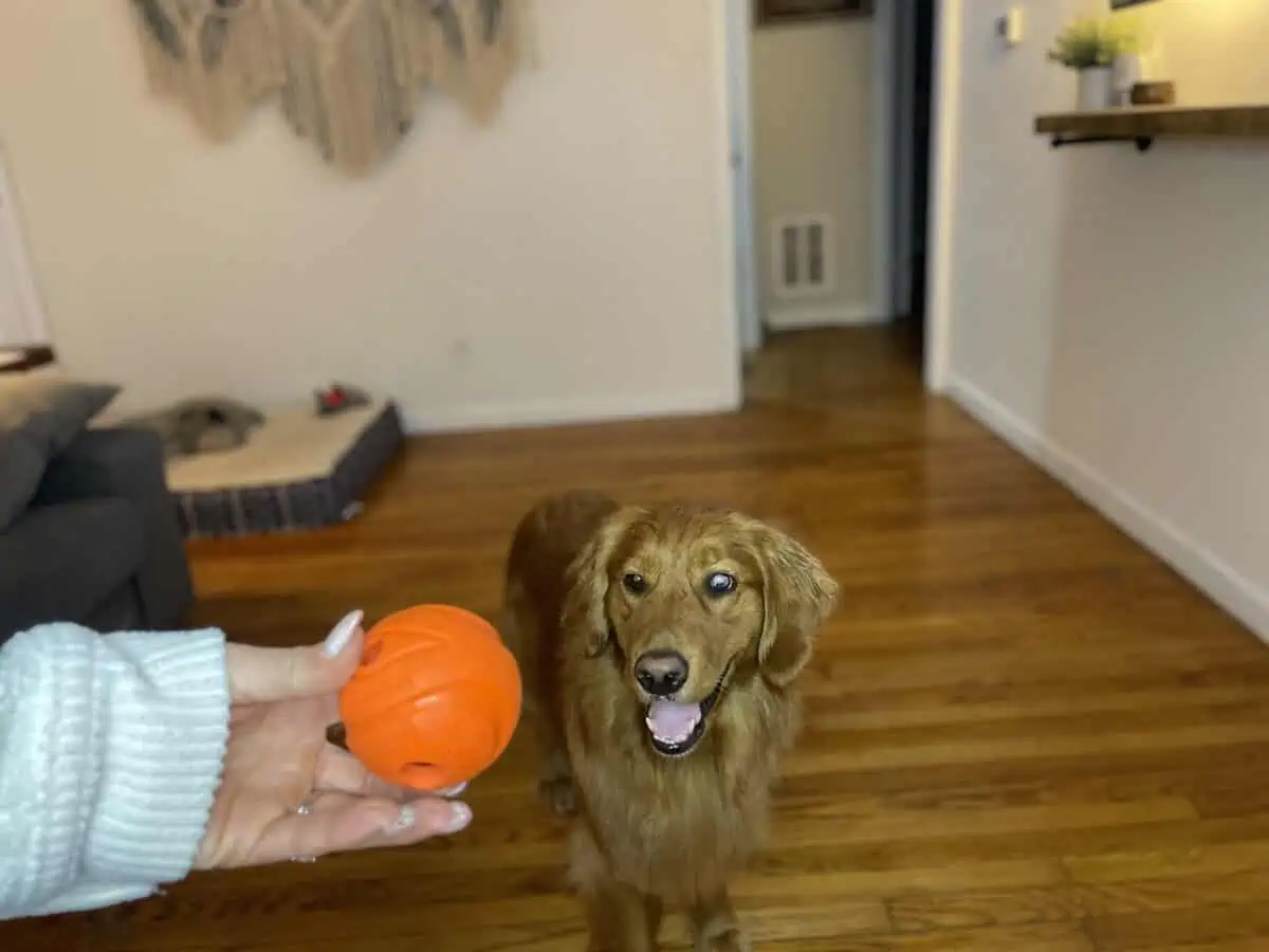 Gorgeous older Golden Retriever test dog for OodleLife