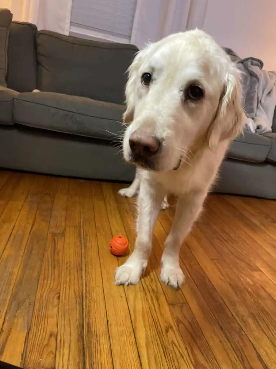 A happy OodleLife test dog!