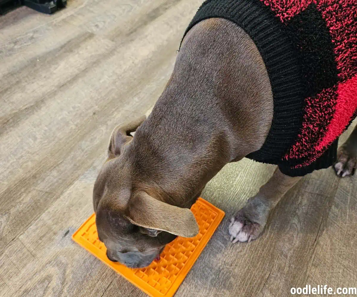 Alice the very well behaved test dog belonging to an OodleLife staff member testing the Lickimat.