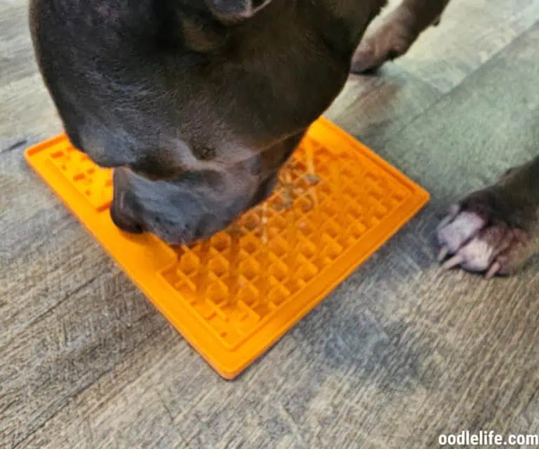 LickiMat Slow Feeder for Dogs Review (Peanut Butter)