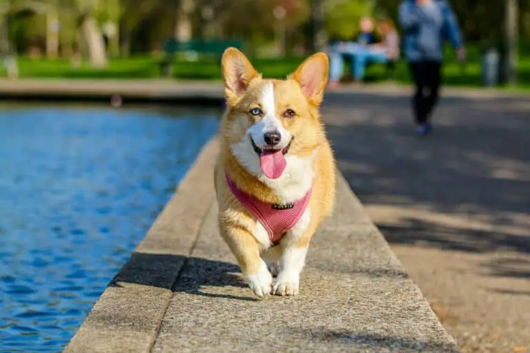 Why Do Dogs Lick You? Uncover Their Affectionate Signals