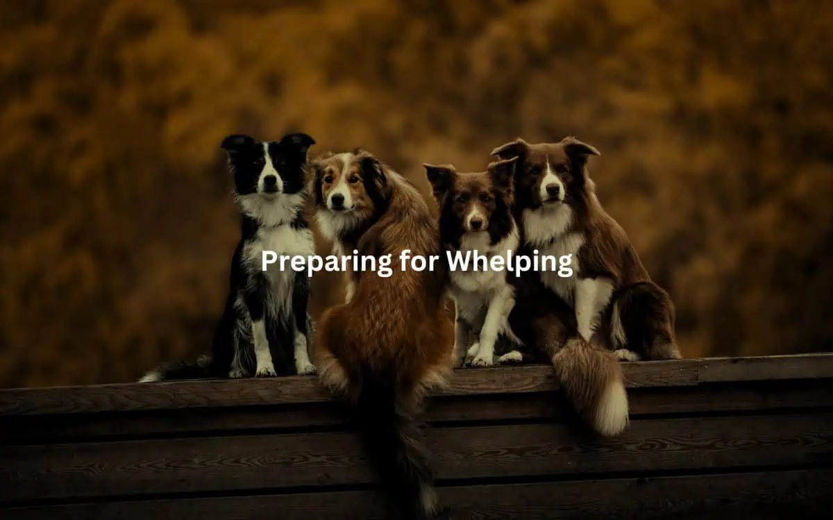 Pack of four attentive border collies sitting on a wooden platform against a warm autumn backdrop.