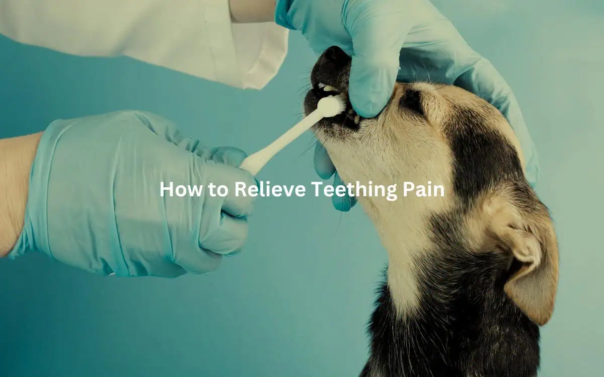A veterinarian examining a puppy's mouth, suggesting techniques to alleviate discomfort during the teething process.