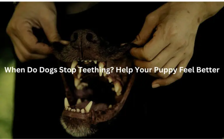 When Do Dogs Stop Teething? Help Your Puppy Feel Better