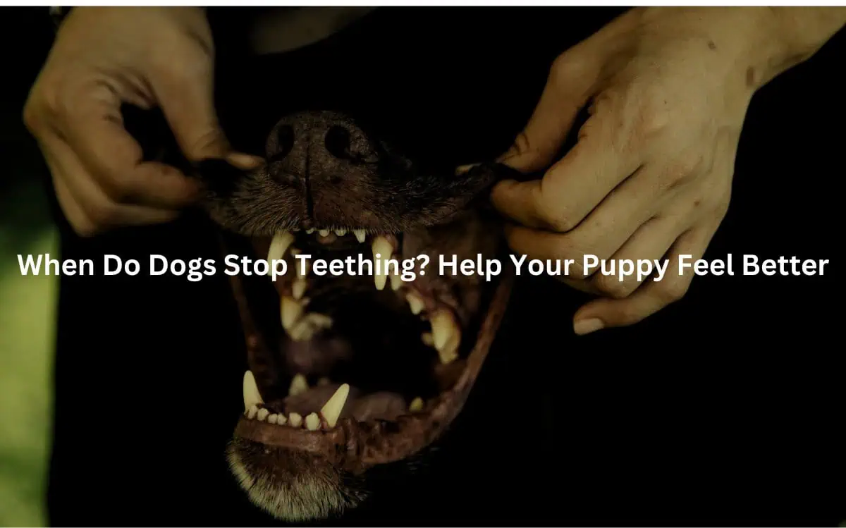 A close-up of a puppy's open mouth, suggesting the need to understand when a dog's teething phase may end to provide appropriate care and comfort.