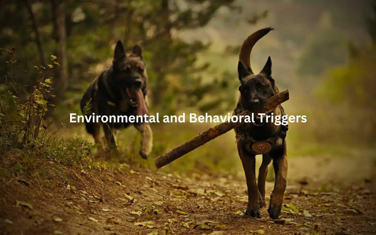 A dog sitting on a forest trail, suggesting a focus on canine behavior or the natural environment.