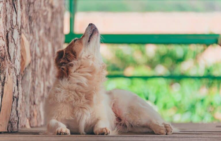 Why Do Dogs Howl? Key Information About Their Instincts and Emotions
