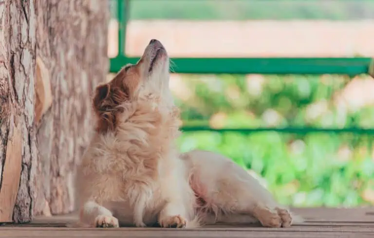 Why Do Dogs Howl? Key Information About Their Instincts and Emotions