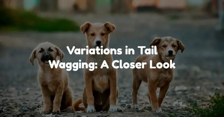 Why Dogs Wag Their Tails: Decode Their Emotions and Signals
