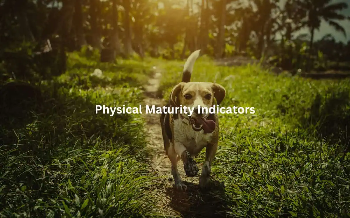 Happy, energetic dog running down a lush, green forest path