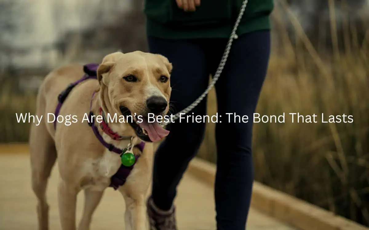 A person walking a dog on a leash, suggesting the close companionship and lasting bond that can develop between humans and their canine friends.