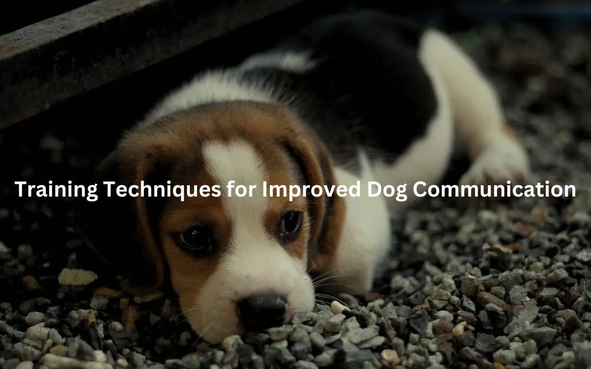 Will Dogs Ever Be Able to Talk (1)